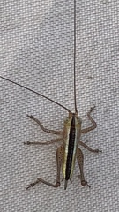 Conocephalus strictus
