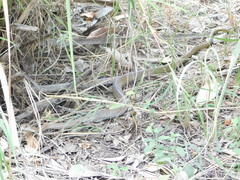 Psammophis mossambicus