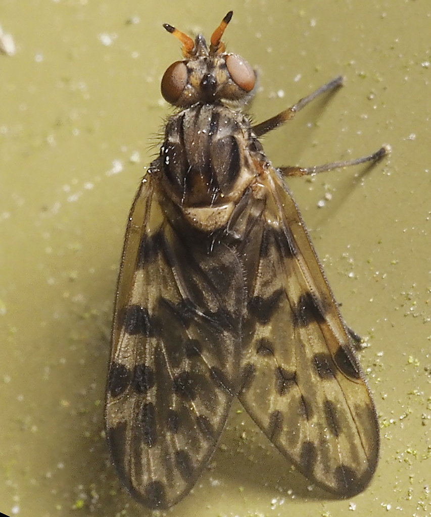 Austroleptid Snipe Flies