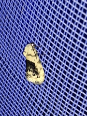 Ponometia erastrioides