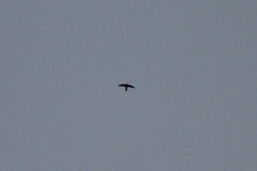 Mascarene Swiftlet (Aerodramus francicus)