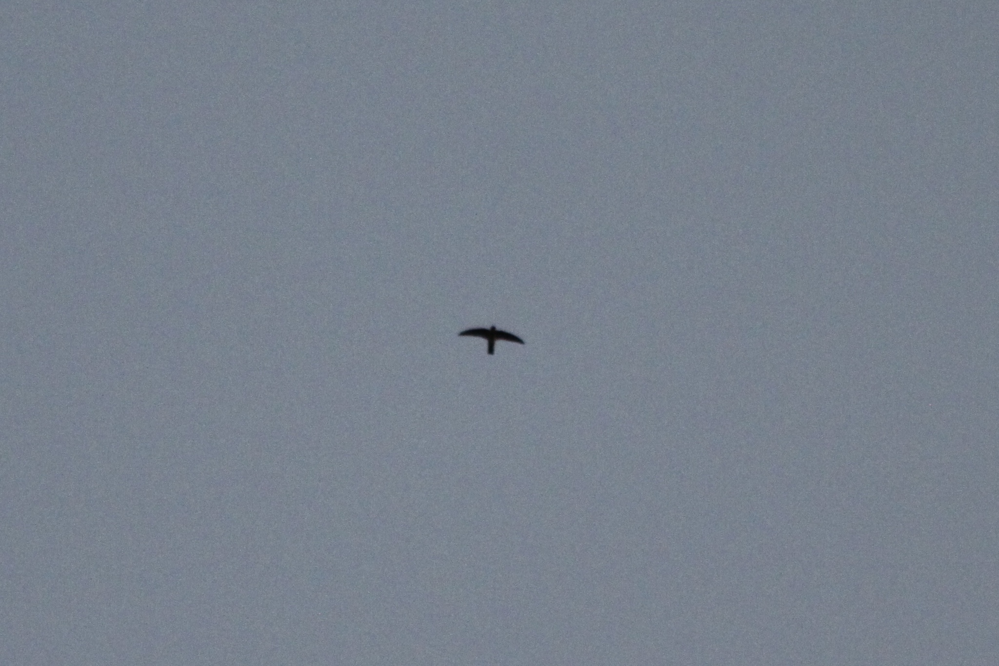 Mascarene Swiftlet illustration