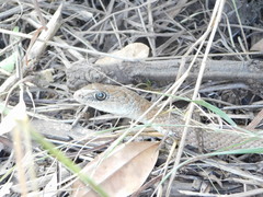 Psammophis mossambicus