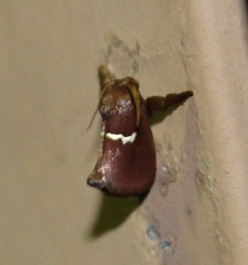 Monoleuca semifascia