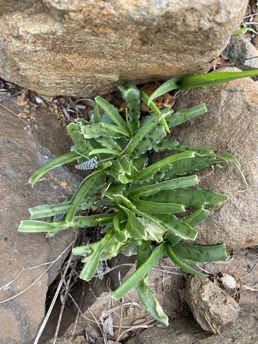 Image of Ledebouria inquinata by (c) Sunčana Bradley, some rights reserved (CC BY)