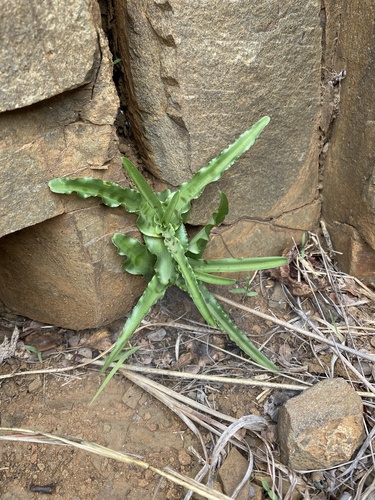 Image of Ledebouria inquinata by (c) Sunčana Bradley, some rights reserved (CC BY)