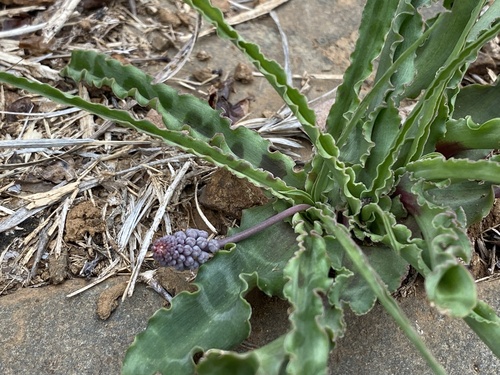 Image of Ledebouria inquinata by (c) Sunčana Bradley, some rights reserved (CC BY)