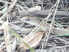 Psammophis mossambicus