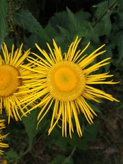Inula