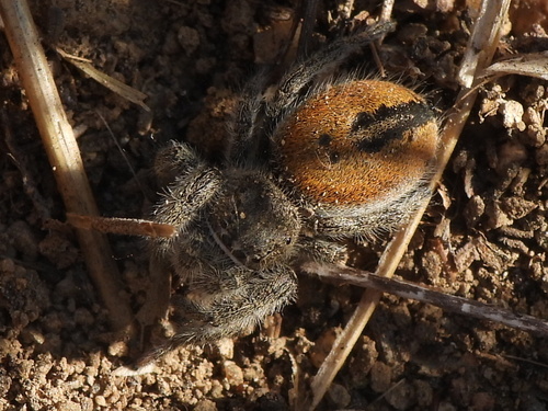 Desert Red Jumping Spider