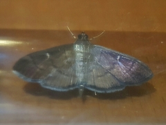 Coptobasis