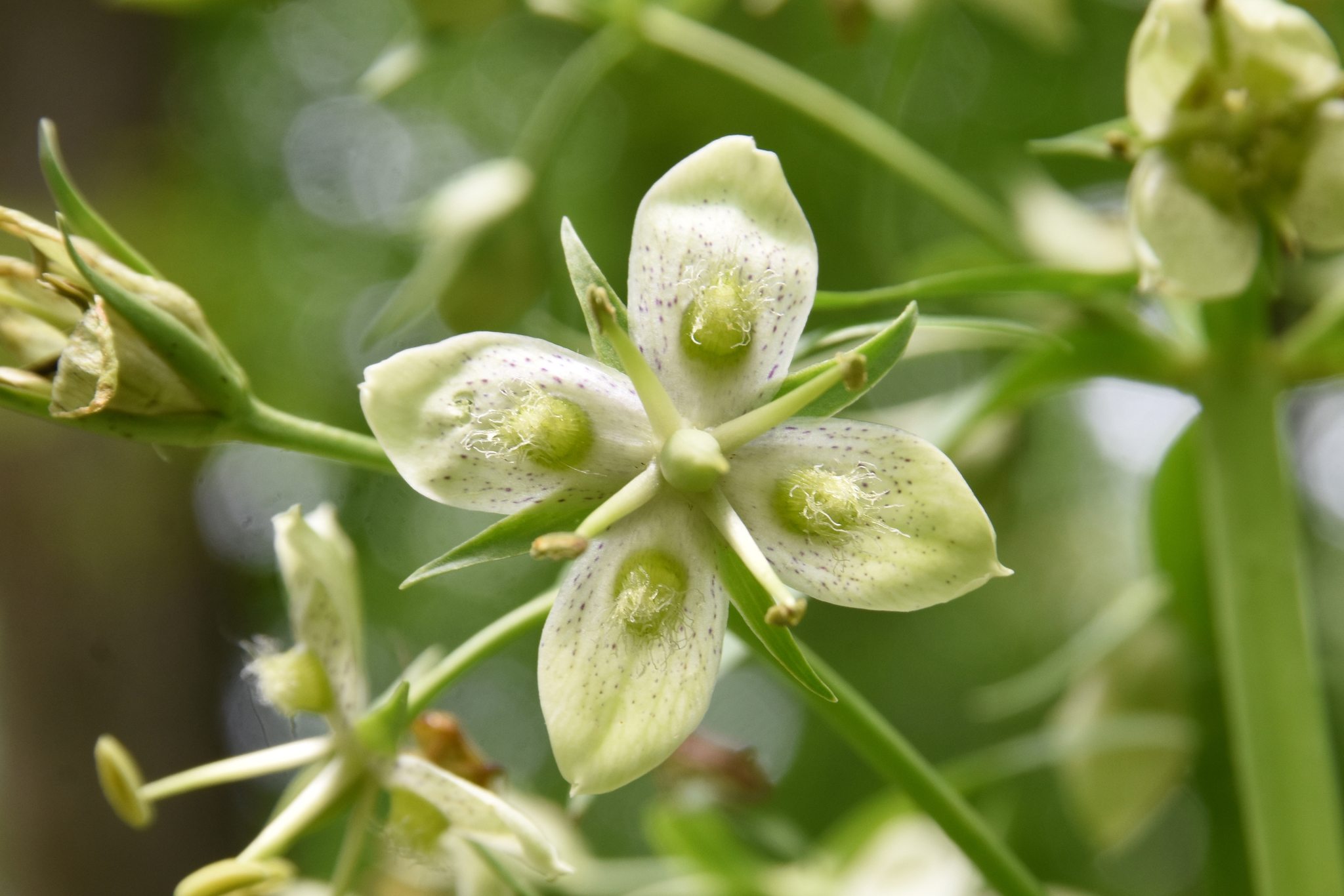 Frasera caroliniensis