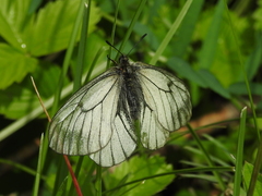 Parnassius stubbendorfii