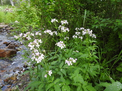 Cardamine macrophylla