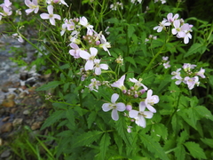 Cardamine macrophylla