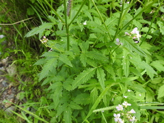 Cardamine macrophylla