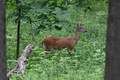 Odocoileus virginianus