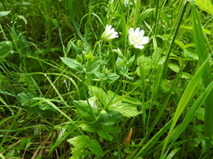 Cerastium davuricum