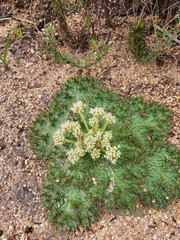 Arctopus monacanthus