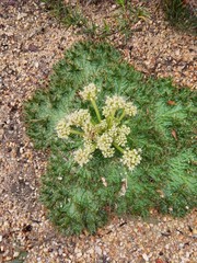 Arctopus monacanthus