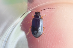 Luperus longicornis