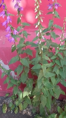 Campanula rapunculoides