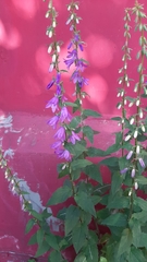 Campanula rapunculoides