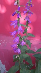 Campanula rapunculoides