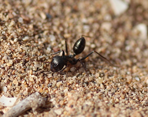 Cataglyphis vaucheriCataglyphis vaucheri