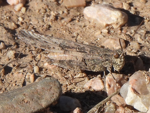 Thomas' Slender Grasshopper photo 6