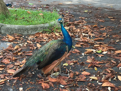 Pavo cristatus × muticus