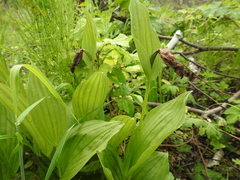 Cypripedium