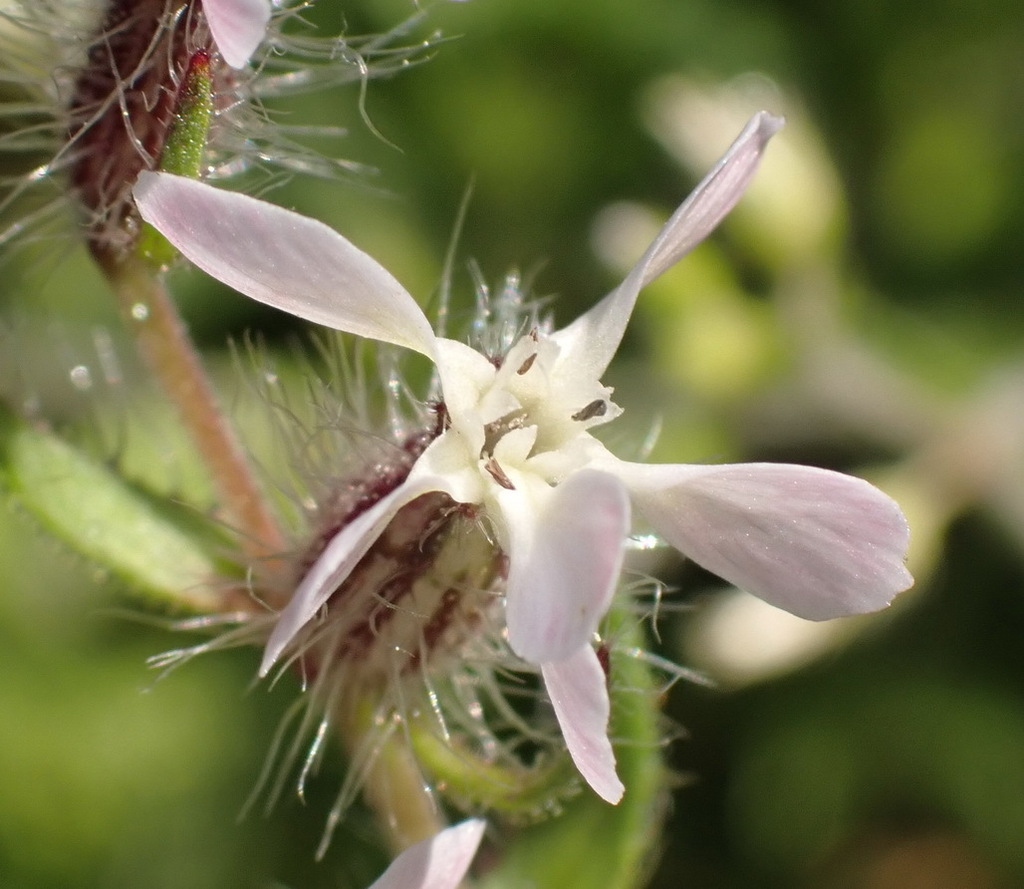 small-flowered-catchfly-from-belvidere-plantations-eden-western-cape