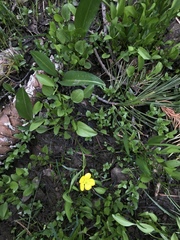 Ranunculus alismifolius