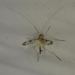 Macrocera