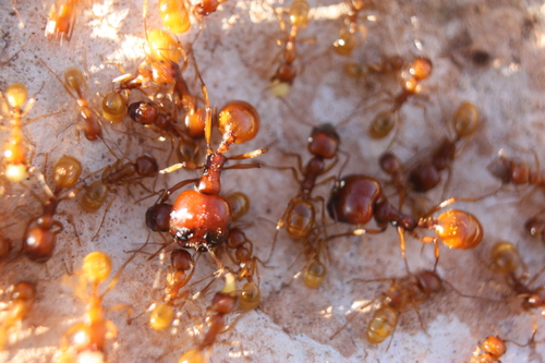 亮角蚁Messor antennatus