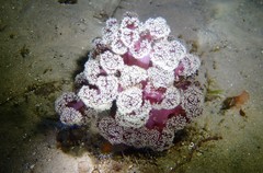 Dendronephthya australis