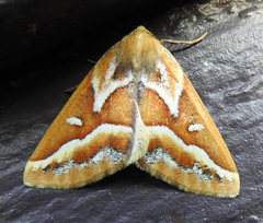 Caripeta angustiorata