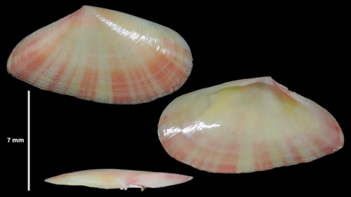 Representative image of Moerella distorta