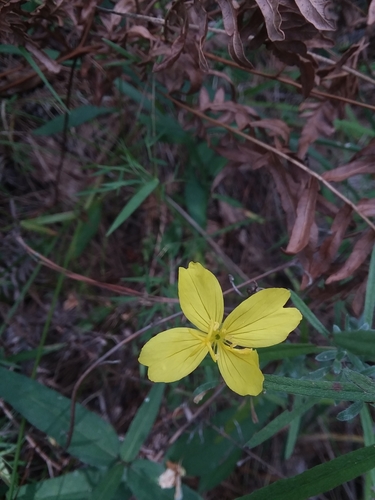 Oenothera fruticosa