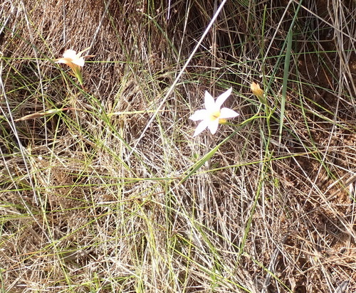 Romulea setifolia