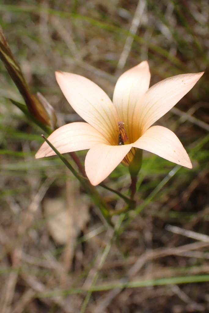 Romulea setifolia, Belvidere Plantations, Eden, Western Cape, South Africa