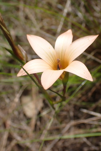 Image of Romulea setifolia by (c) Nicola van Berkel, some rights reserved (CC BY-SA)