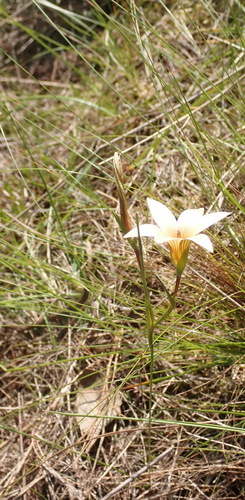 Romulea setifolia