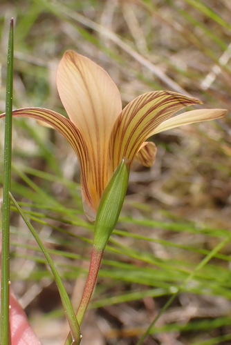 Romulea setifolia