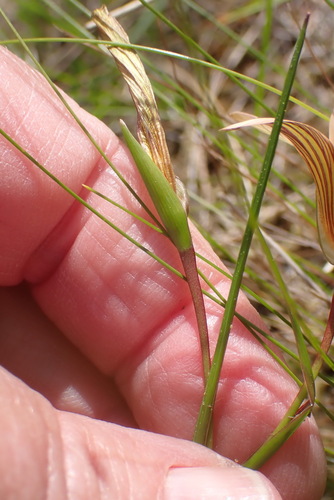 Romulea setifolia