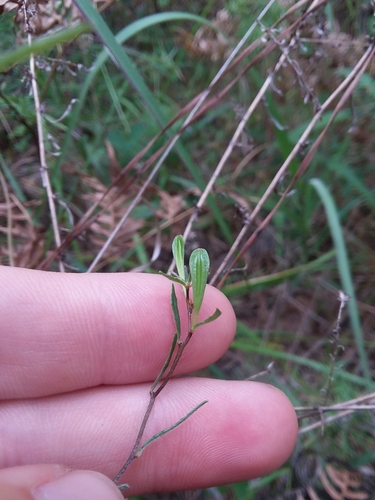 Oenothera fruticosa