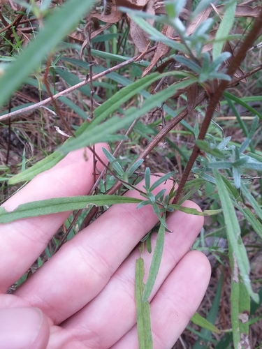 Oenothera fruticosa
