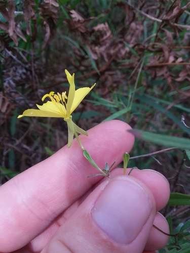 Oenothera fruticosa