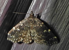 Idia scobialis